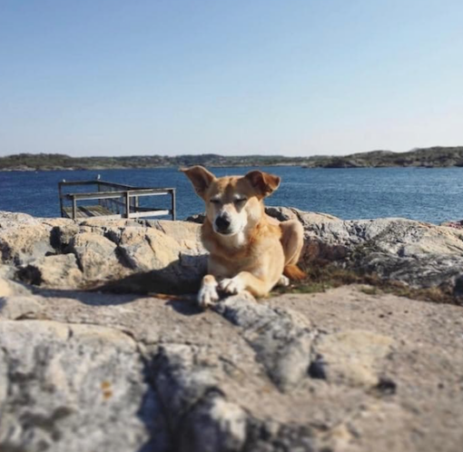 Hund in Schweden Zara DogRescue